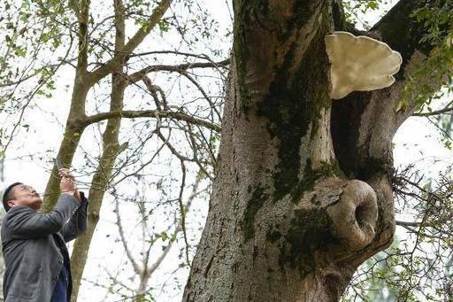 阆中千年皂角树长出脸盆大灵芝,是抗癌珍宝,村民却不敢采摘