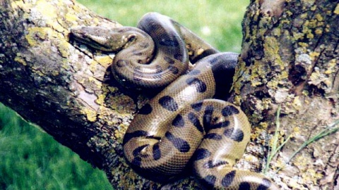 修水库炸出140岁1000公斤巨蟒,工人们竟双腿发软!