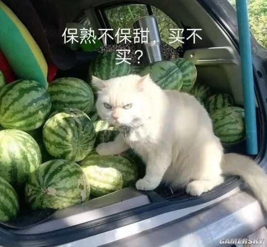 职业验瓜师月入3万3秒挑一个西瓜个个保熟