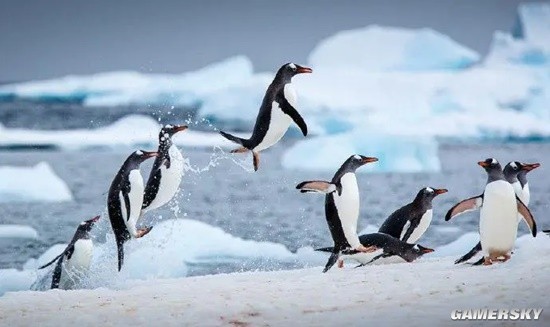 南极首次发现禽流感病毒专家担心企鹅将遭灭绝