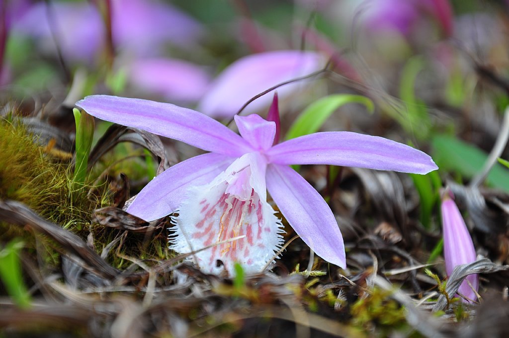 形态特征 台湾一叶兰是中海拔地区的原生兰花,多年生附生性草本植物