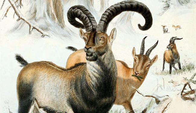 19世纪的布卡多山羊肖像画(网络图)
