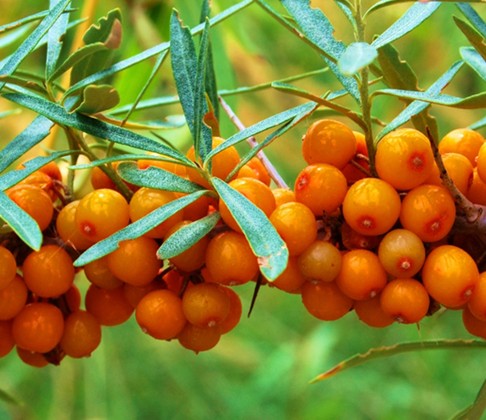 佛灯果(佛思果)图片欣赏_360社区