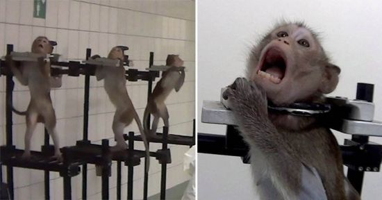 美国实验室猴子逃跑图片