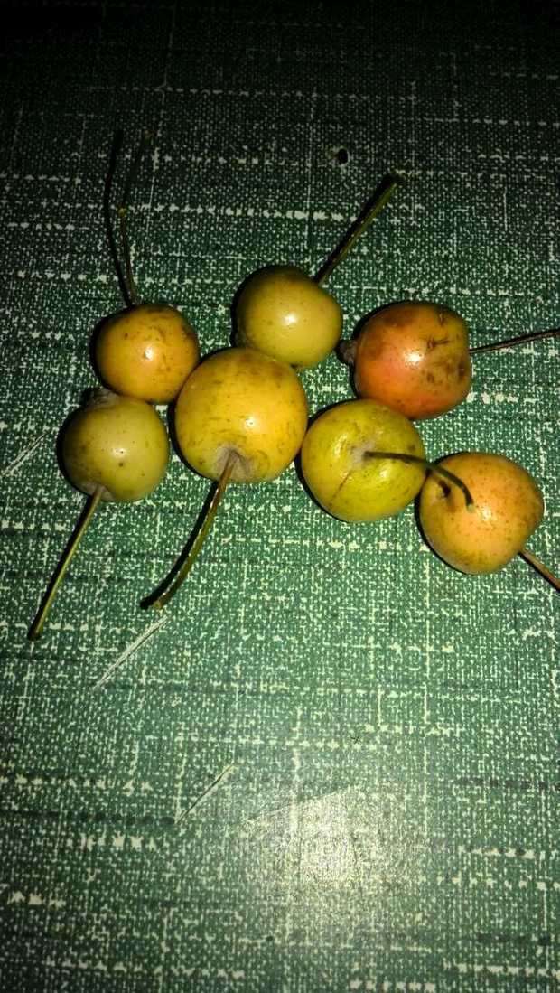 请问这是什么果实,味道酸酸的