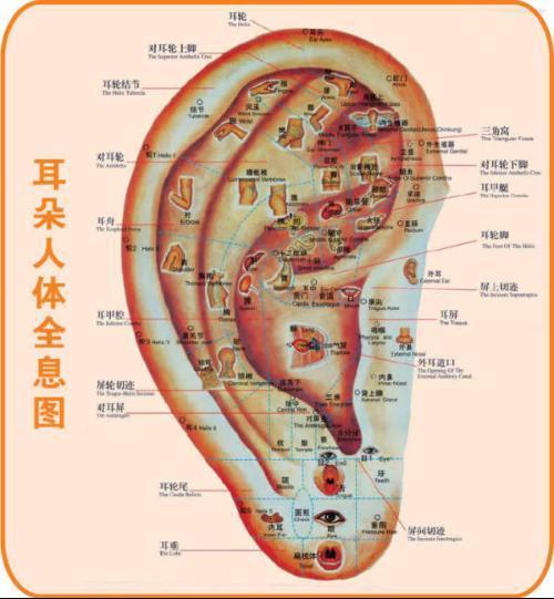 我想知道耳朵的胃經穴能減肥嗎?我是說刺激胃經穴可以減肥嗎