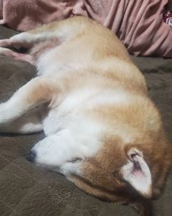 爱装死的柴犬走红出门散步累了直接耍赖躺平