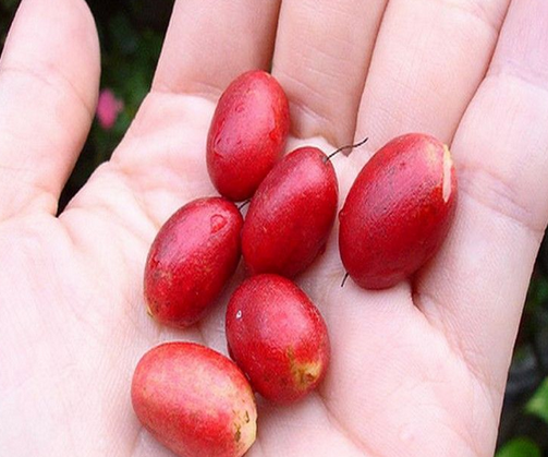 佛灯果(佛思果)图片欣赏_360社区