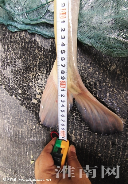 淮南爱心人士放生罕见野生淮王鱼