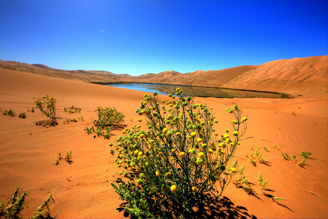 巴丹吉林沙漠绿化图片