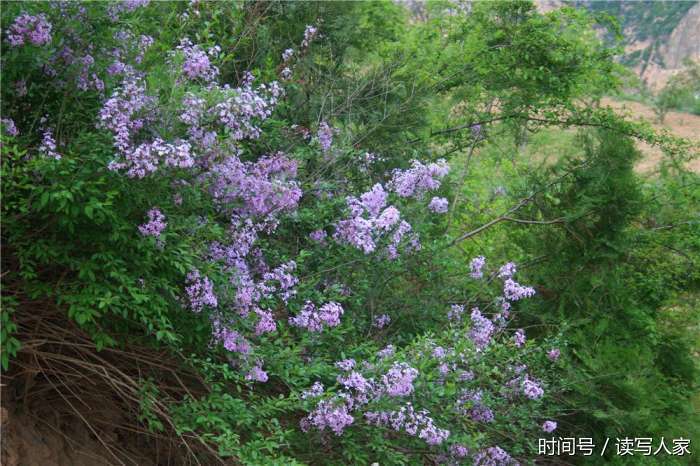 天水新岔村俗称"怕怕梢"洋名紫丁花香遍田野 香气扑面花香万【图文