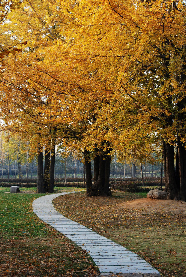 多头银杏可以是几株栽一起形成吗?若可以的话,具体怎么操作呢?