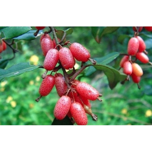 佛灯果(佛思果)图片欣赏_360社区