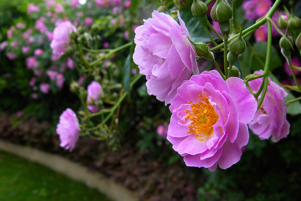 盛開的野薔薇是什麼樣的