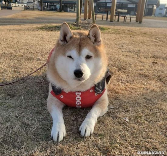 爱装死的柴犬走红出门散步累了直接耍赖躺平