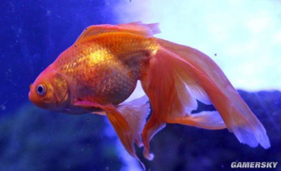 加拿大惊现数万条巨无霸金鱼最重可达19斤