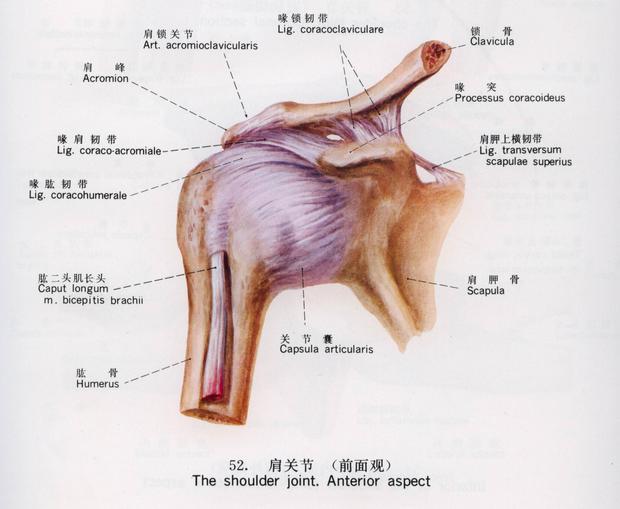 肩肱关节的韧带主要有喙肩韧带,盂肱(关节囊)韧带,喙肱韧带,喙锁韧带