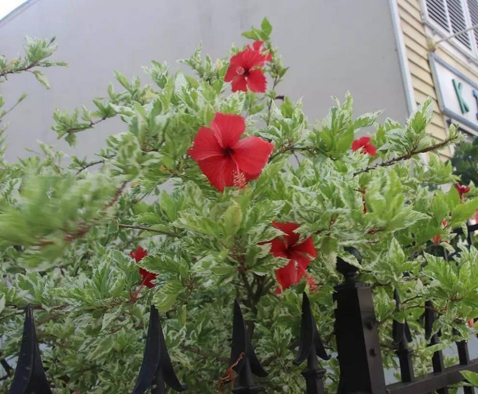 (斑叶的大红花你见过么?