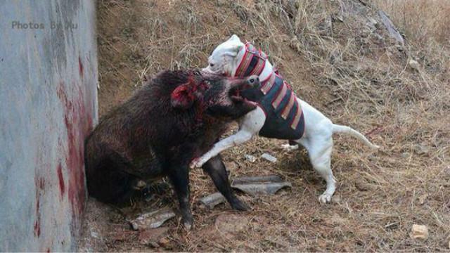 杜高犬打猎野猪视频,国外2只杜高犬打猎200公斤野猪!