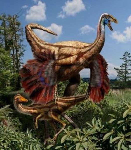 似鳥龍類(ornithomimosauria)是虛骨龍類恐龍中似鳥龍類化石分佈於