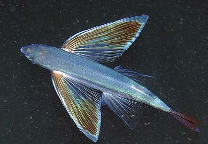 飞鱼墙排风扇接线