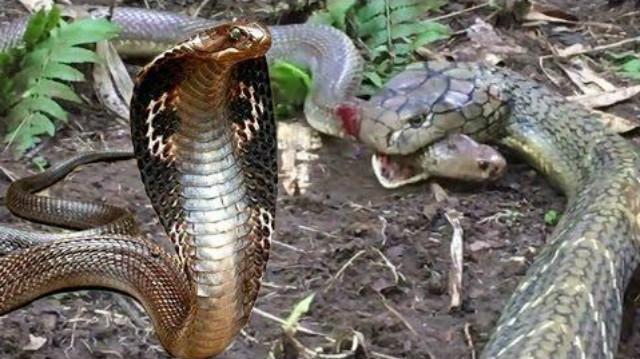 眼镜王蛇吃蛇 惊人的眼镜王蛇攻击蛇 眼镜蛇王vs蛇