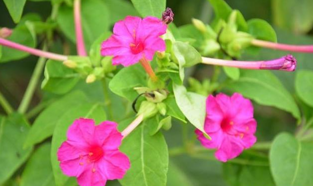 农村这花让不少人蒙圈,花朵像喇叭,种子像地雷,女性使用有特效