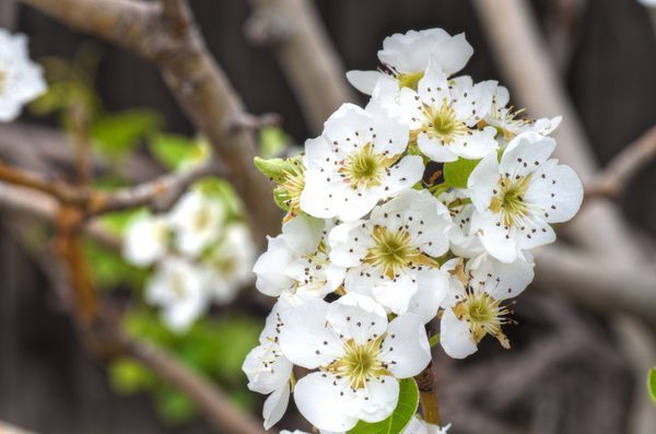 梨花为伞房花序,两性花,花瓣近圆形或宽椭圆形,栽培种花柱3-5,子房