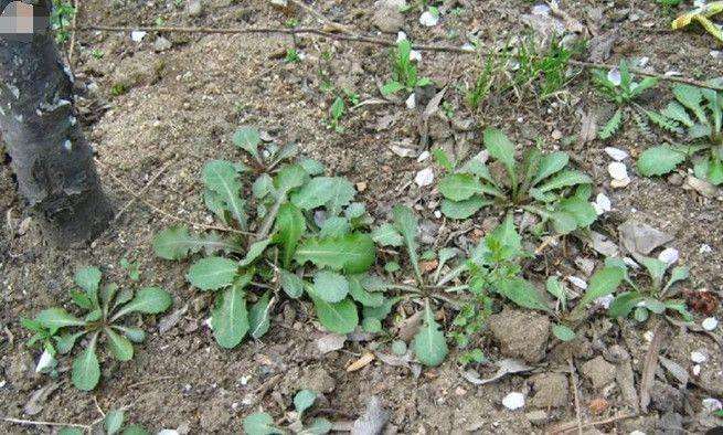 农村里这6种野菜, 认识3种, 你就是农村娃了!