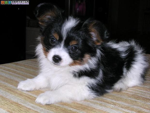 我家的狗是黑白的,眼上还有两个小黄点,好像四只眼,是什么品种?