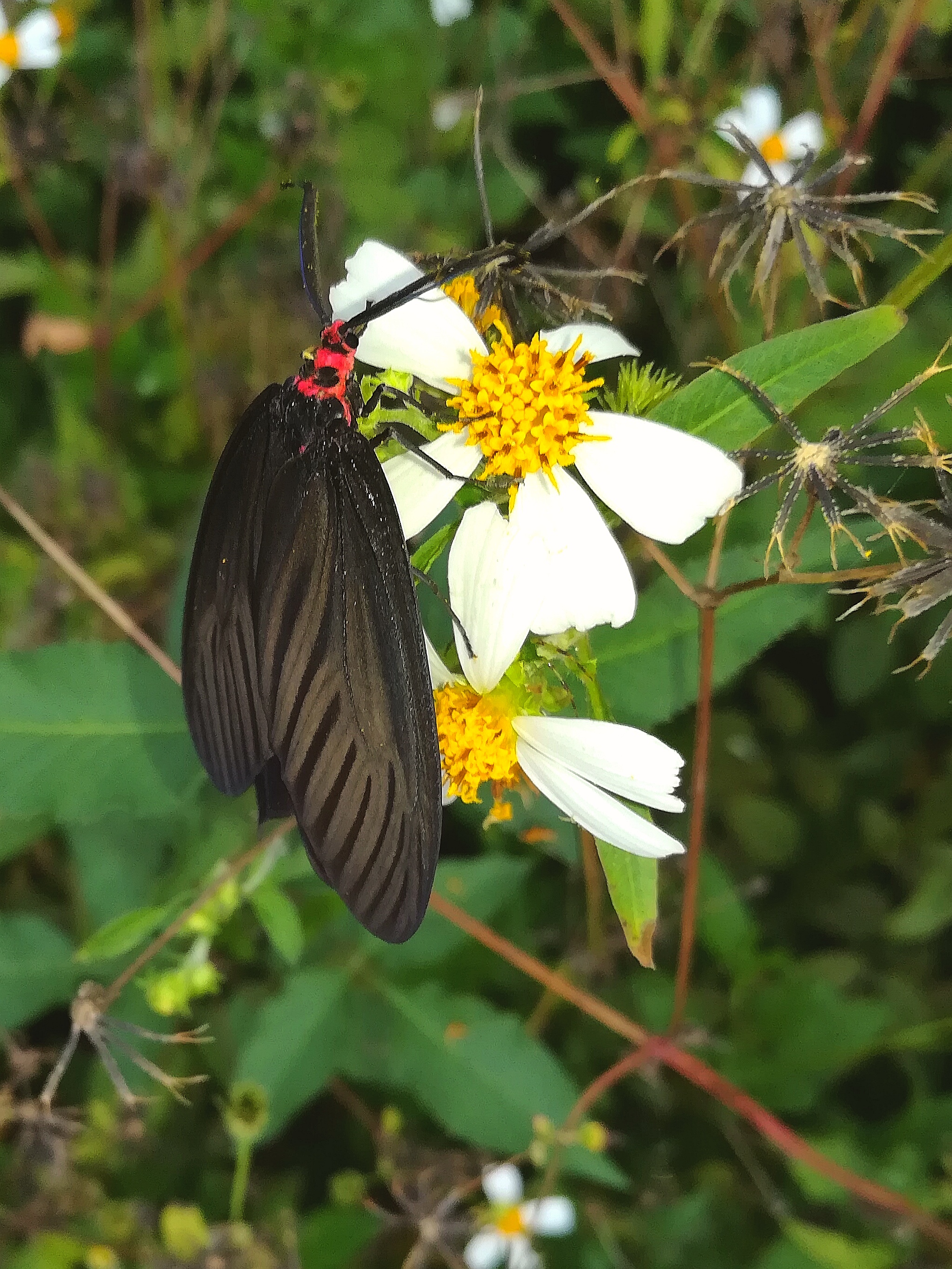 斑蛾随拍一两张