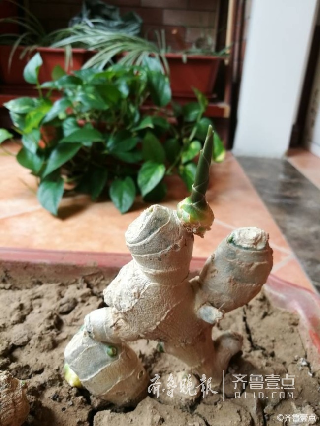 "姜山"如此多娇,生姜造的盆景您见过吗?