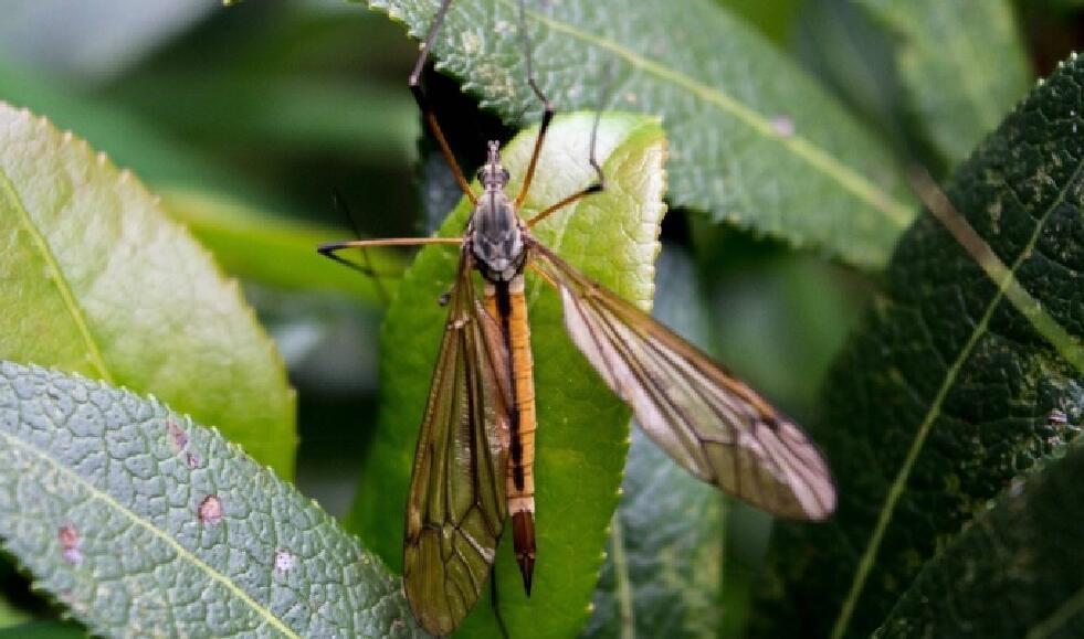 网友山林发现大型蚊子 三个炒盘菜被称云南十八怪