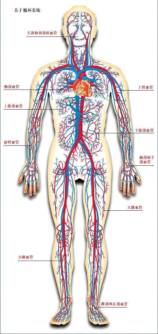 人体血流方向示意图图片