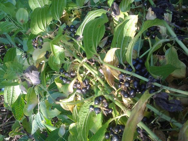 这是野生龙须菜的种子么?