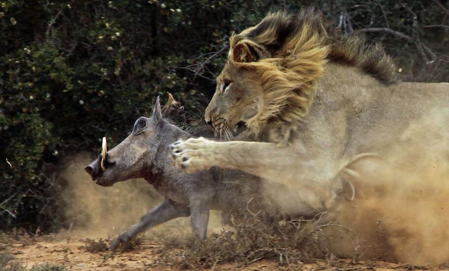 镜头下8张狮子扑杀疣猪,出现丧心病狂一幕