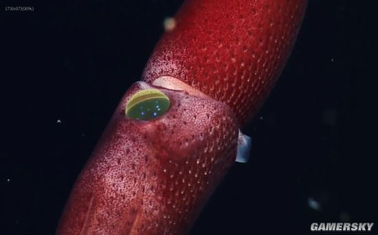 这只巨大的乌贼长相非常独特,不仅全身呈现草莓般的红色,还长满了草莓