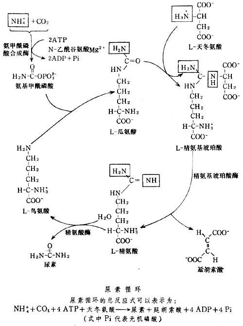 精氨酸在釋放了尿素後產生的鳥氨酸,和氨甲酰磷酸反應產生瓜氨酸,瓜