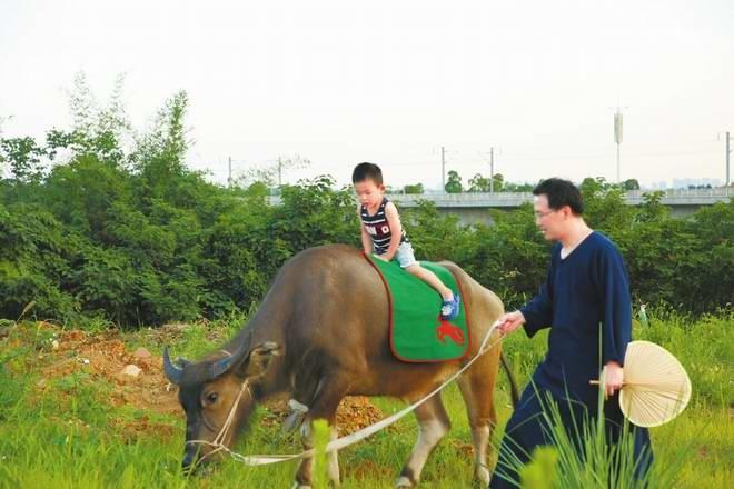 成都一男子痴迷國學 讓兒子騎牛上幼兒園引爭議