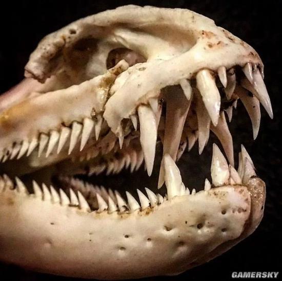 海鳗头骨,有点像恐龙头黑色食人鱼的嘴