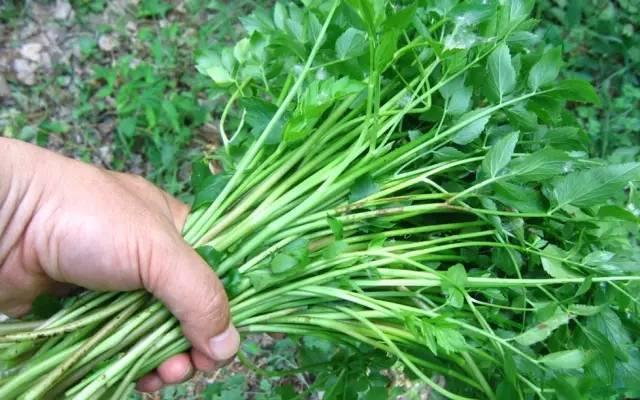 農村的這些野菜,如今都翻身當了寶貝!你吃過幾種?