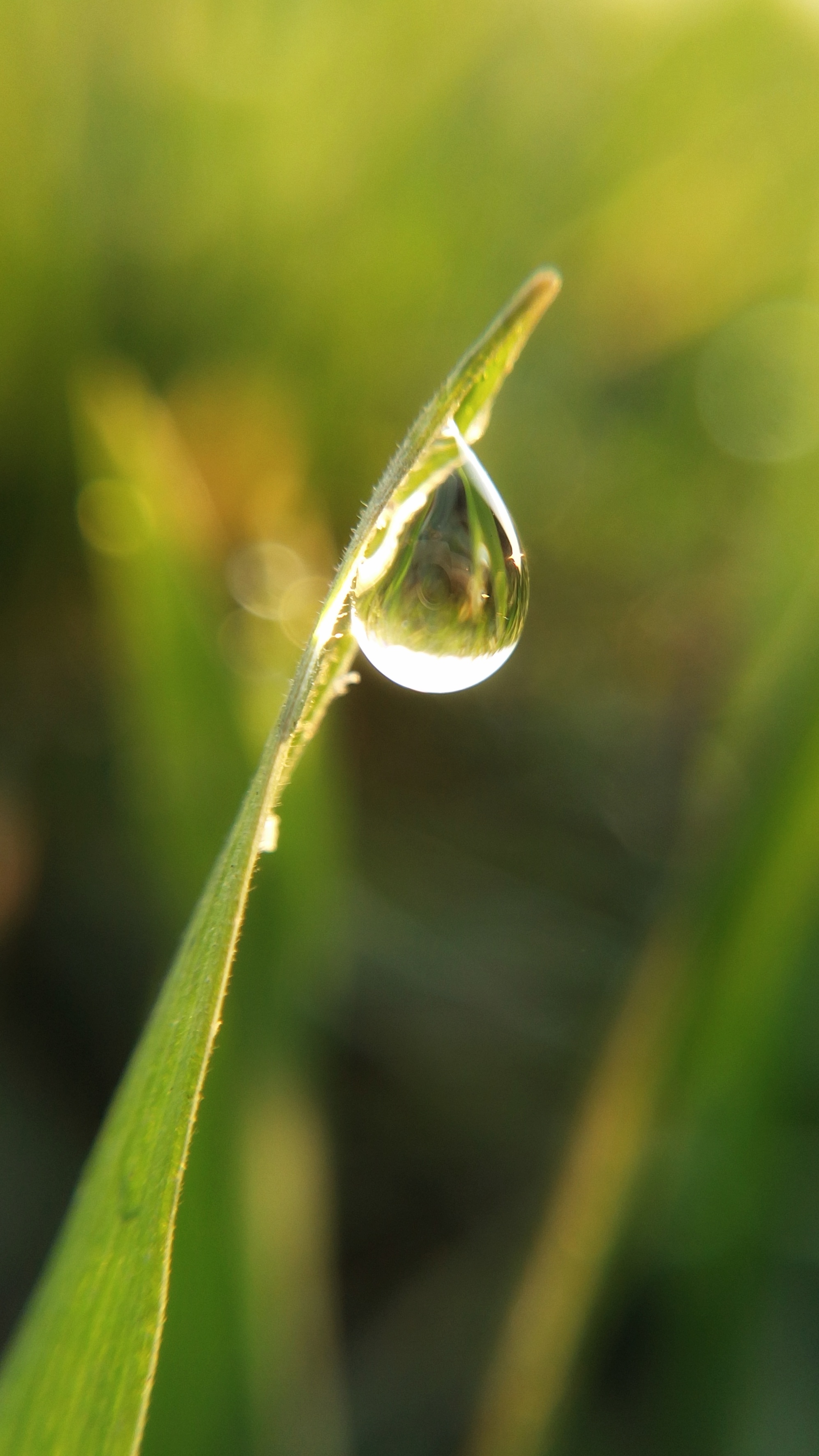 清晨雨露图片 阳光图片