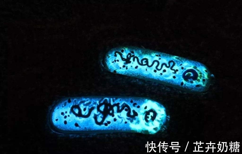 奇妙的共生关系——发光乌贼和费氏弧菌 - 360娱乐,你开心就好
