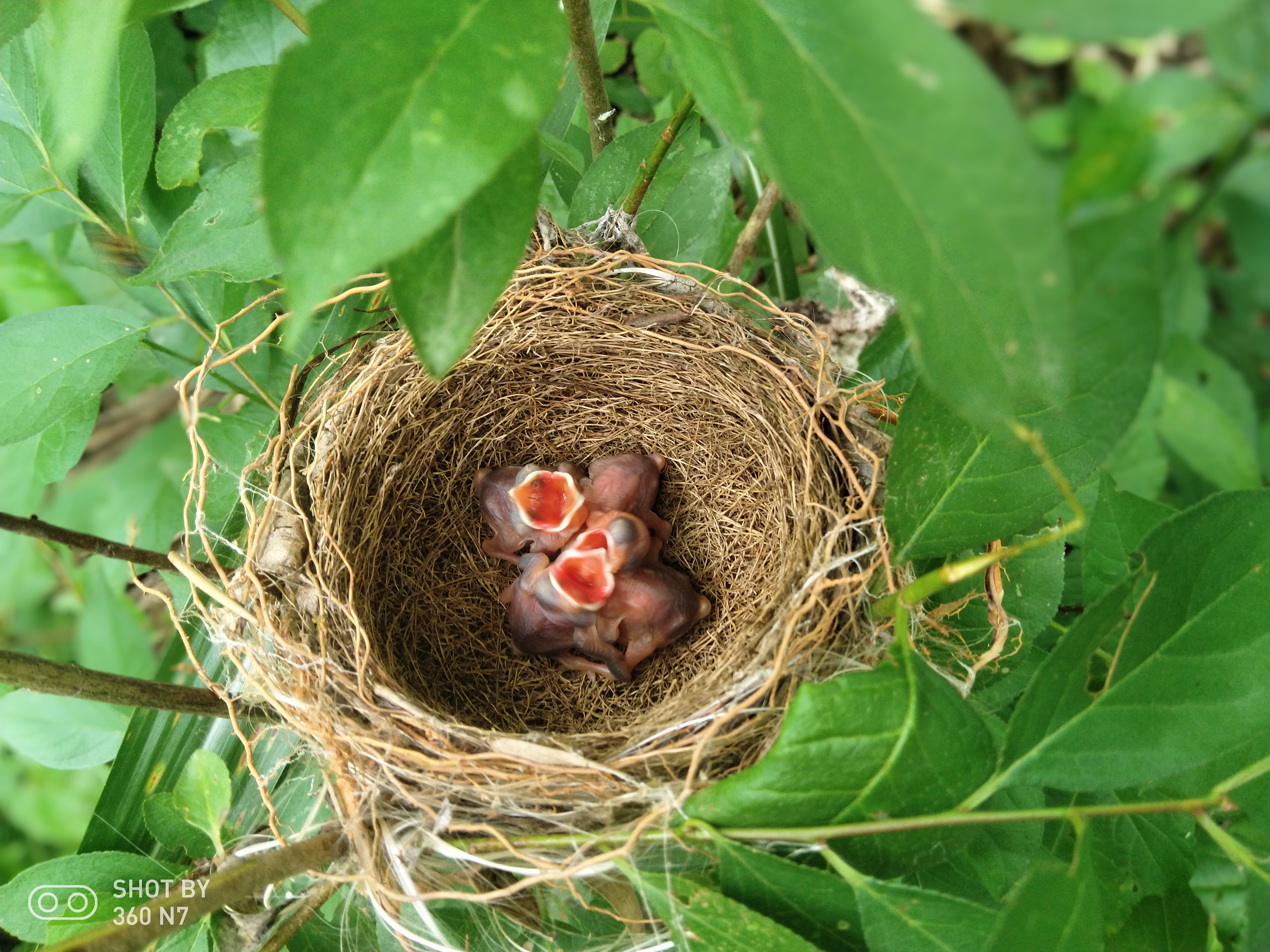 360n7延时摄影七天全拍摄n7完全记录小鸟破壳而出全过程