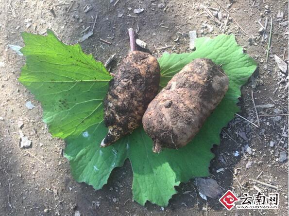 基地产出的天麻根
