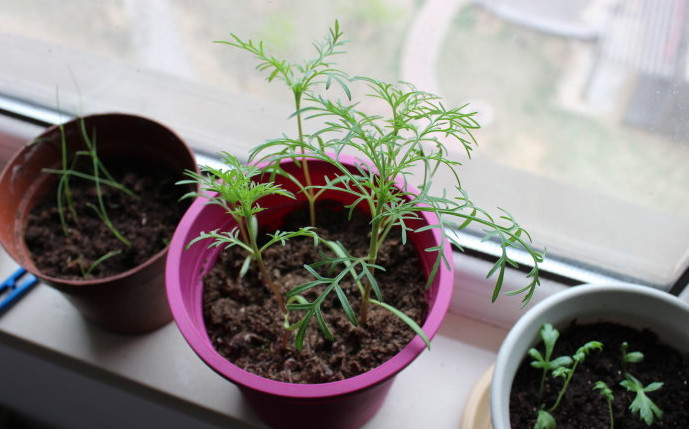 种一盆专属你的波斯菊