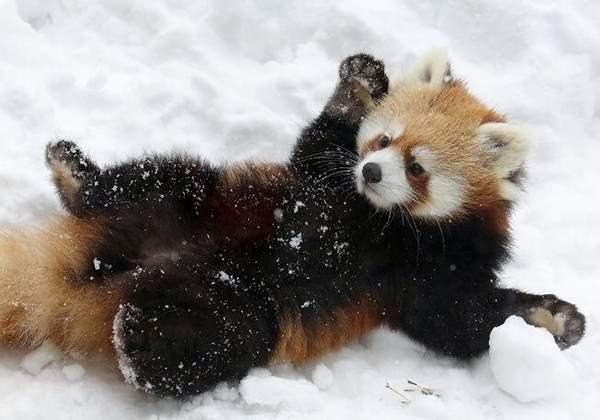 小熊猫超无威胁之力的威吓动作简直是超绝可爱!