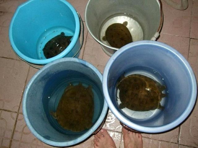 的捕鱼方法,用矿泉水瓶布阵抓甲鱼 民间有"鲤鱼吃肉,王八喝汤"的说法