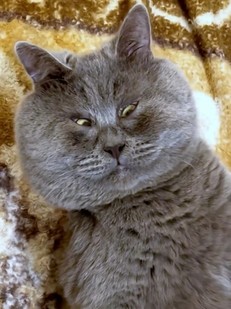 俄罗斯丑猫天生斗鸡眼却做网红吸了30多万粉