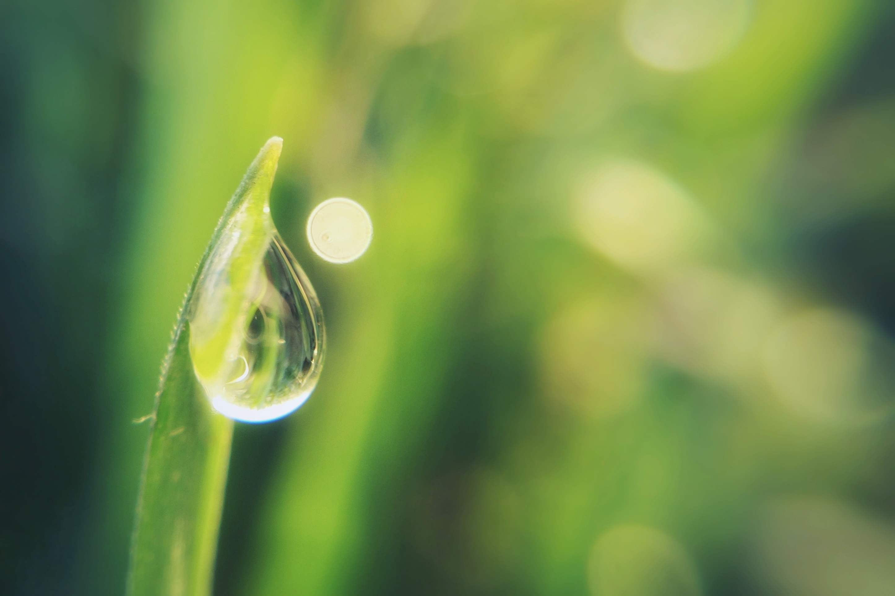 清晨雨露图片 阳光图片